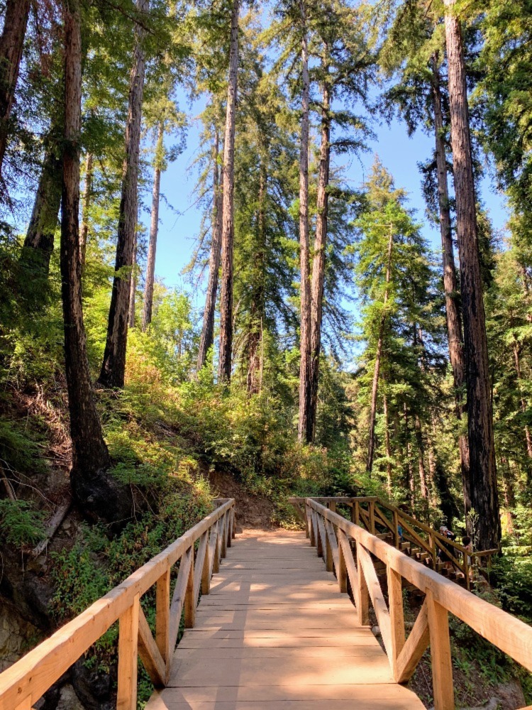 A wooden foot bridge extending into a redwood forest in California's Big Sur. The trees reach high into the air where patches of sky shine through.